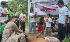 Bertepatan Dengan Milad ke 7 Tahun, INH Salurkan Ratusan Hewan Qurban Mulai dari Alor Hingga Palestina