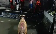 Sapi Kurban Mengamuk dan Terjun ke Sungai di Depan Ponpes Tebuireng, Proses Evakuasi Dramatis