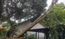 Akibat Hujan Deras dan Angin Kencang, Pohon di Halaman SMAN 6 Kota Bogor Tumbang