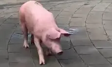 Babi Pink Berkeliaran di Jalan Arjuna Bandung, Warga Geger