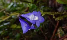 Kegiatan Tambang Nikel Ancam Flora Endemik Anggrek Biru Raja Ampat 