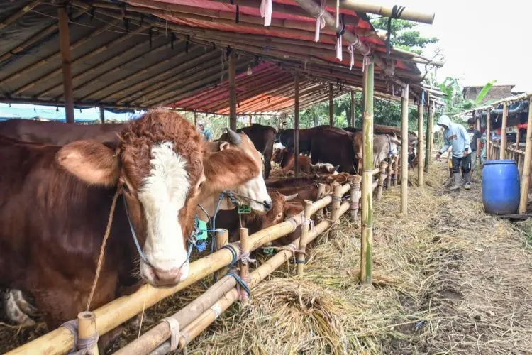 Depok Temukan 734 Hewan Tak Layak Kurban, Warga Diimbau Lebih Waspada