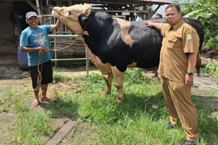 Sapi Kurban Presiden Prabowo Subianto Siap Dikurbankan di Masjid Agung Sumber Cirebon