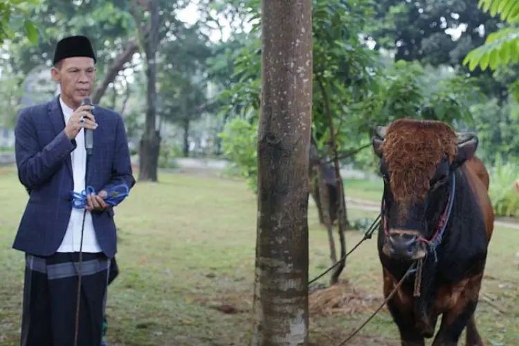 Wabup Jaro Ade Berkeinginan Penyaluran Hewan Qurban Merata di 40 Kecamatan