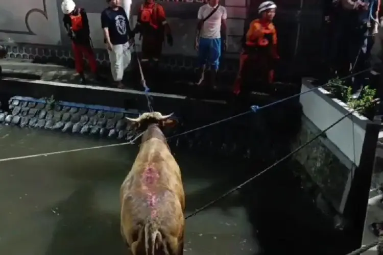 Sapi Kurban Mengamuk dan Terjun ke Sungai di Depan Ponpes Tebuireng, Proses Evakuasi Dramatis