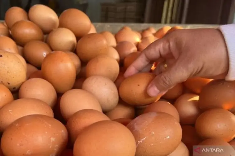 Harga Telur dan Cabai Rawit Kembali Naik