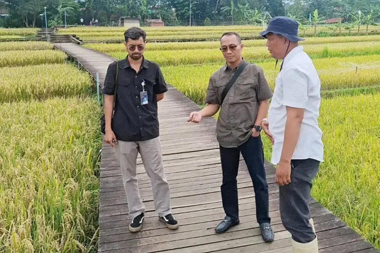 Penyerapan Gabah dan Beras Petani, Bulog Bogor Over Target