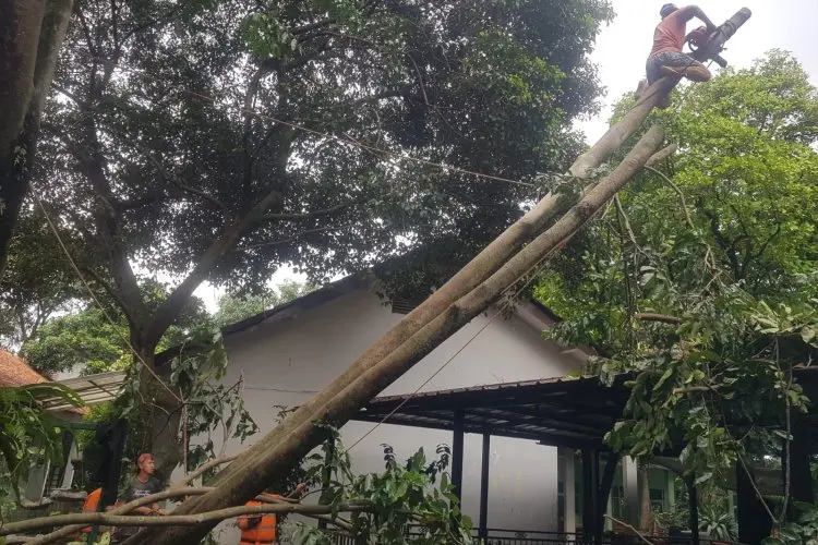Akibat Hujan Deras dan Angin Kencang, Pohon di Halaman SMAN 6 Kota Bogor Tumbang