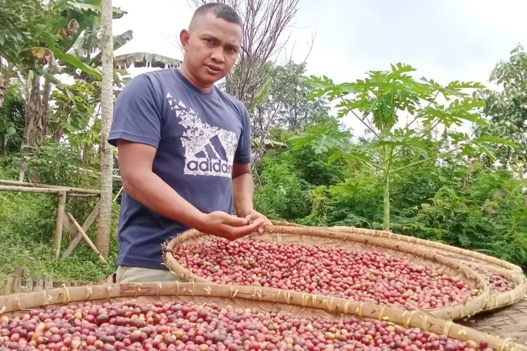 Cara Pemuda Asal Kampung Sukalaksana Pertahankan Usaha dan Sejahterakan Petani Kopi Gununghalu