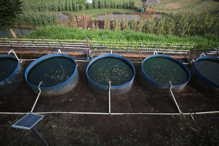 Dukung Petani Perkotaan, Pemkot Bandung Dorong Inovasi dan Pertanian Berkelanjutan