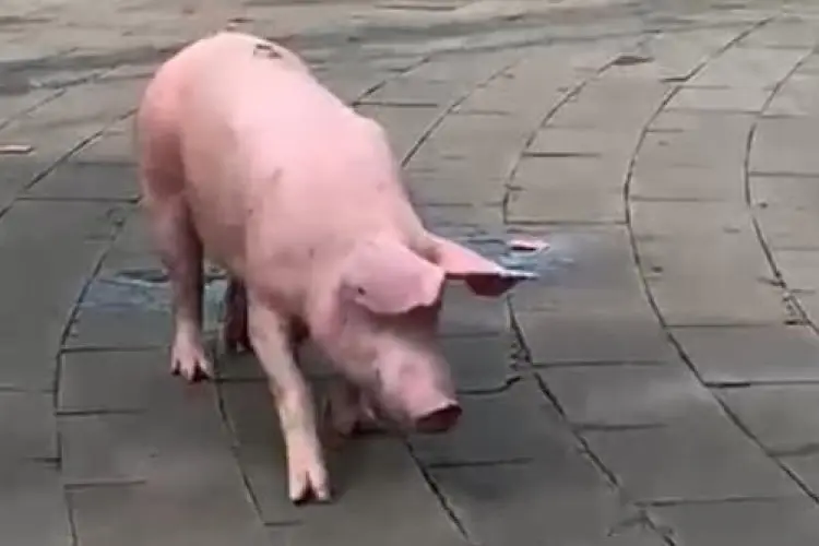 Babi Pink Berkeliaran di Jalan Arjuna Bandung, Warga Geger