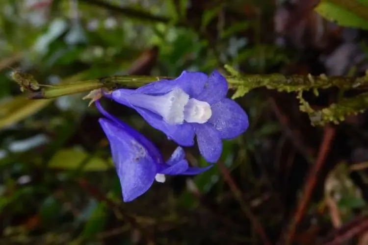 Kegiatan Tambang Nikel Ancam Flora Endemik Anggrek Biru Raja Ampat 