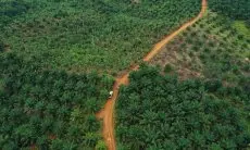 IAW Desak Pemerintah Tinjau Ulang Kehadiran Satgas Penertiban Kawasan Hutan