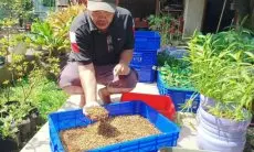 Kerap Dianggap Menjijikan, Warga Cibabat dapat Cuan dari Budidaya Maggot