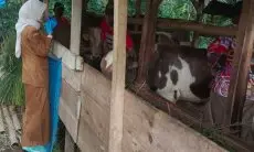 Terjangkit Penyakit Misterius, Belasan Sapi Perah Milik Peternak di Lembang Mati dalam Tiga Bulan Terakhir