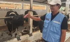 Investigasi Sapi Perah Mati di Desa Cikahuripan, Petugas Dispernakan Ambil Sampel Darah dan Periksa Kondisi Kandang