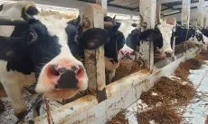 Dispernakan KBB Ungkap Fakta Belasan Sapi Perah Mati di Cikahuripan, Apa Saja?