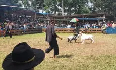 Seni Ketangkasan Domba Garut, Cara Pemkab Bandung Barat Lakukan Pembinaan dan Pemberdayaan Peternak