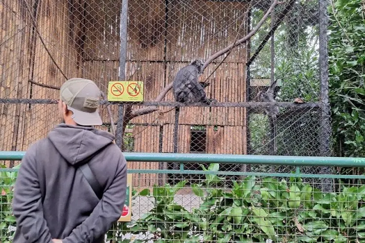Konflik Pengelola Kebun Binatang Bandung Makan Korban