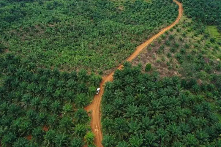 Tajam ke Bawah, Tumpul ke Atas, IAW Desak Pemerintah Evaluasi Satgas PKH