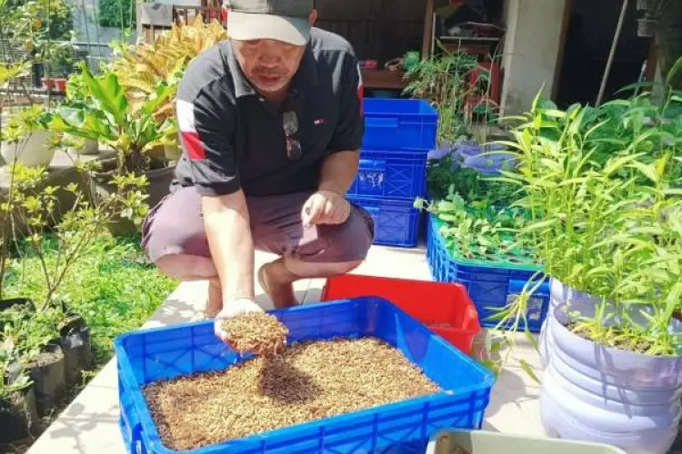 Kerap Dianggap Menjijikan, Warga Cibabat dapat Cuan dari Budidaya Maggot