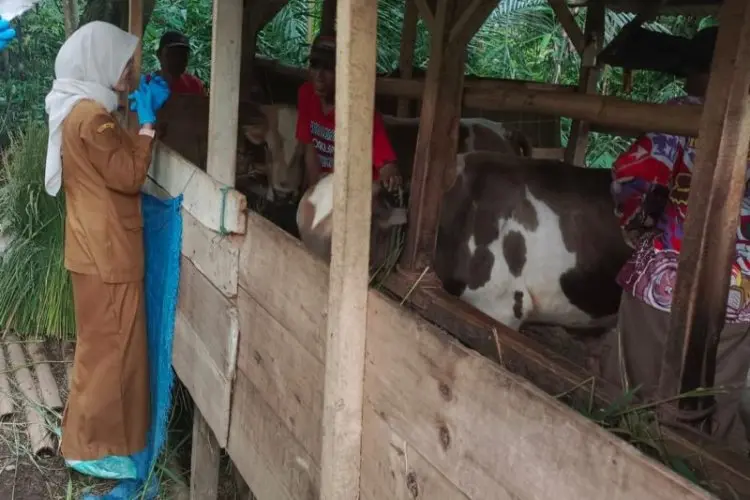 Terjangkit Penyakit Misterius, Belasan Sapi Perah Milik Peternak di Lembang Mati dalam Tiga Bulan Terakhir