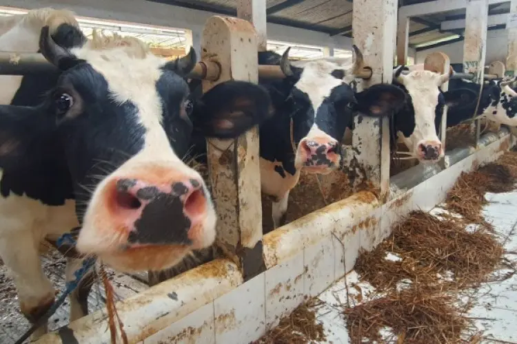 Dispernakan KBB Ungkap Fakta Belasan Sapi Perah Mati di Cikahuripan, Apa Saja?