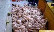 Tanggapi Keluhan Pedagang Ayam Potong, Disdagkoperin Cimahi Berikan Solusi ini