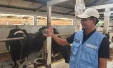 Dispernakan KBB Ungkap Hasil Uji Lab Kematian Belasan Sapi di Lembang
