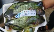 Sepanjang 2024, Konsumsi Ikan di KBB Masih Rendah