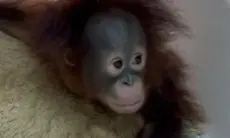 Klarifikasi Bandung Zoo Soal Video Bayi Orang Utan, Tama: Tuduhan Kelaparan Tidak Berdasar