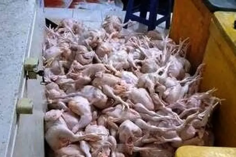Praktik Jual Beli Ayam Potong Kian Marak, APPETRA Cimahi Ancam Gelar Aksi Demo Jika Tak Ada Solusi