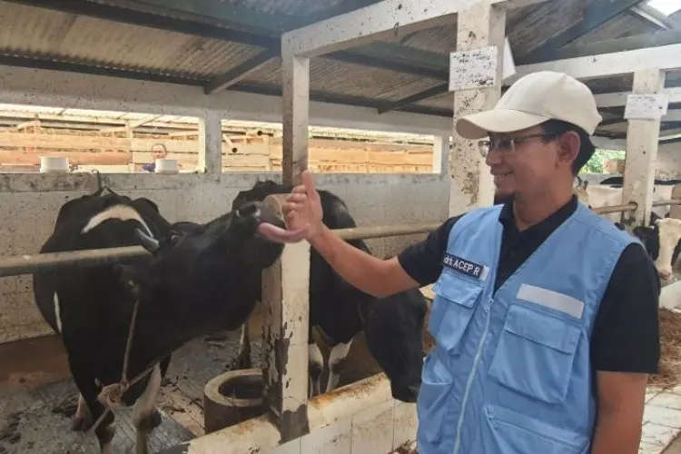 Dispernakan KBB Ungkap Hasil Uji Lab Kematian Belasan Sapi di Lembang