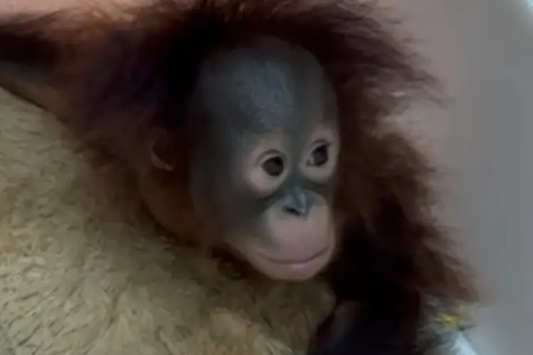 Klarifikasi Bandung Zoo Soal Video Bayi Orang Utan, Tama: Tuduhan Kelaparan Tidak Berdasar