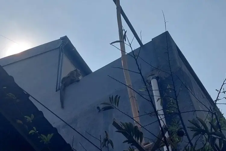 Bikin Resah, Seekor Monyet Berukuran Jumbo Berkeliaran di Perum Cijerah 2
