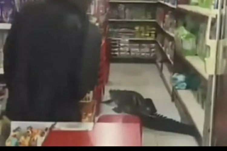 Heboh! Buaya Raksasa Masuk Minimarket di Taliabu