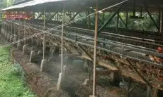 DLH KBB Batal Tutup Peternakan Ayam yang Picu Limbah Bau dan Lalat di Cipatat 