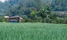 Imbas Demo dan Panen Raya, Petani Bawang Merah di Sindangkerta KBB Pilih Tunda Panen