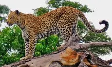 Polda Jabar Amankan Lima Orang Terkait Perburuan Macan Tutul di Gunung Sanggabuana