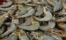 Isu Udang Radioaktif Banten Tak Pengaruhi Ekspor Komoditas Laut Jabar