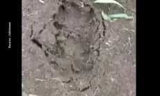 Viral! Diduga Jejak Kaki Macan Tutul, Warga Nagrak Lembang Dibuat Was-was