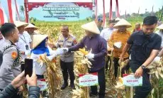 Polda Jabar Gelar Panen Raya Jagung, Hasilkan 141 Ton untuk Ketahanan Pangan
