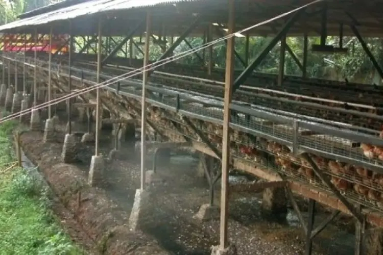 DLH KBB Batal Tutup Peternakan Ayam yang Picu Limbah Bau dan Lalat di Cipatat 
