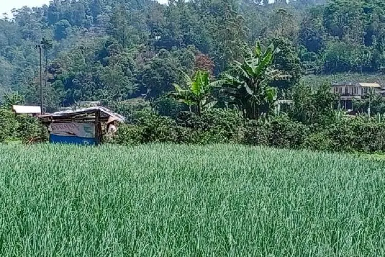 Imbas Demo dan Panen Raya, Petani Bawang Merah di Sindangkerta KBB Pilih Tunda Panen