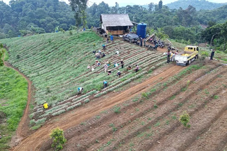 Sudah 'Ekspor' ke Papua, Petani Bawang Merah di Sukajaya Minta Dukungan JUT ke Pemkab Bogor