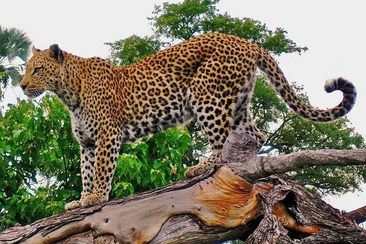Macan Tutul Dilaporkan Turun ke Pemukiman Warga di Pasar Maruyung Pacet Bandung