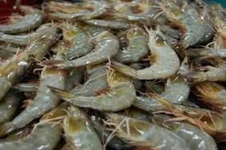 DKP Jabar Pastikan Komoditas Udang Asal Jabar Tidak Tercemar Radioaktif