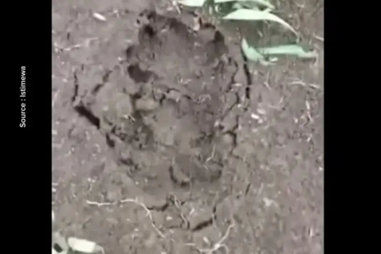 Viral! Diduga Jejak Kaki Macan Tutul, Warga Nagrak Lembang Dibuat Was-was