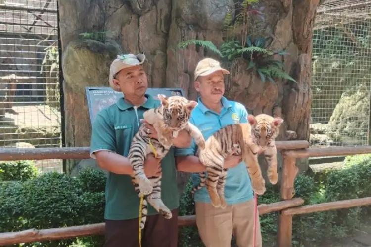 Anak Harimau Benggala Lahir di Tengah Penutupan Bandung Zoo, Perawatan Tetap Terjamin