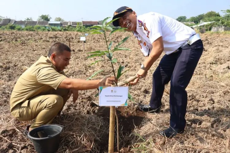 Pemkab dan Kejari Cirebon Tanam Ratusan Pohon Peringati Hari Lahir Kejaksaan ke-80